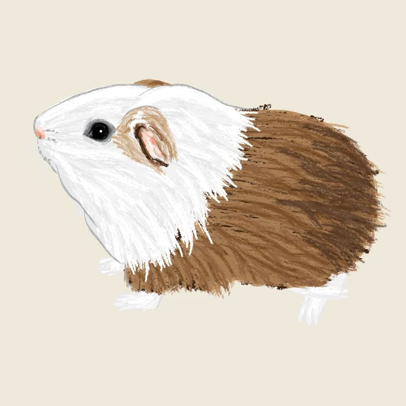 Design mit einem Glatthaar-Meerschweinchen 2