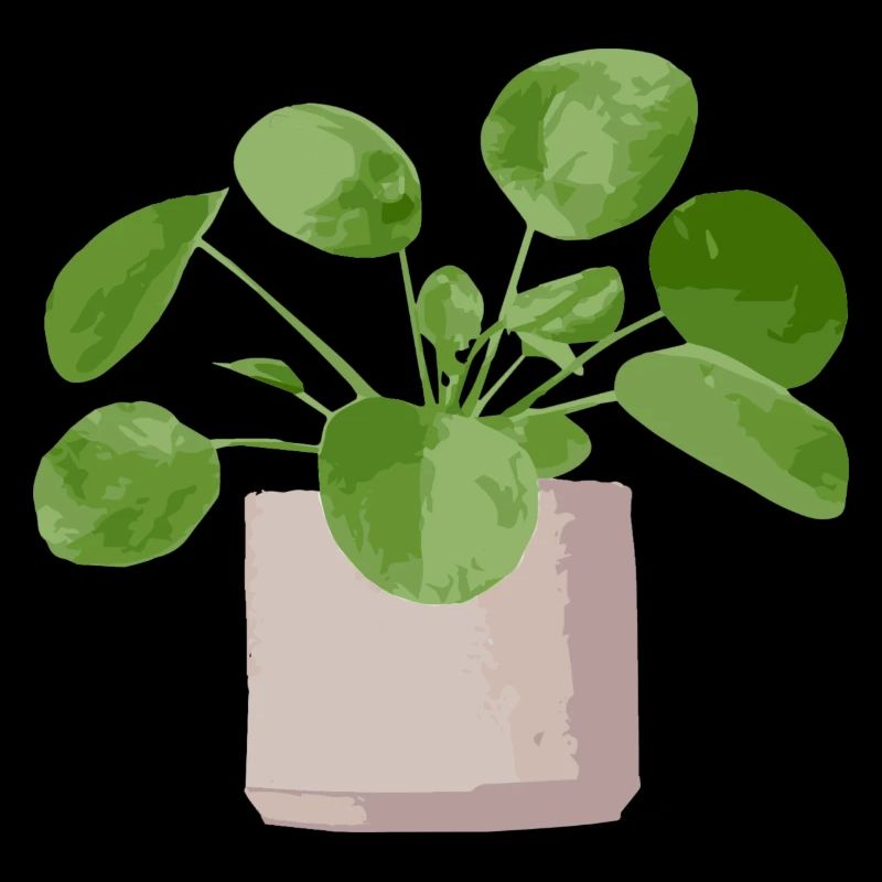 pilea