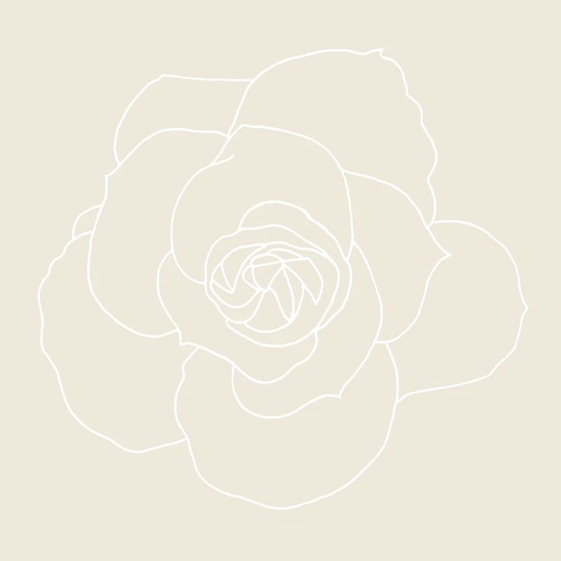 Rose blanche