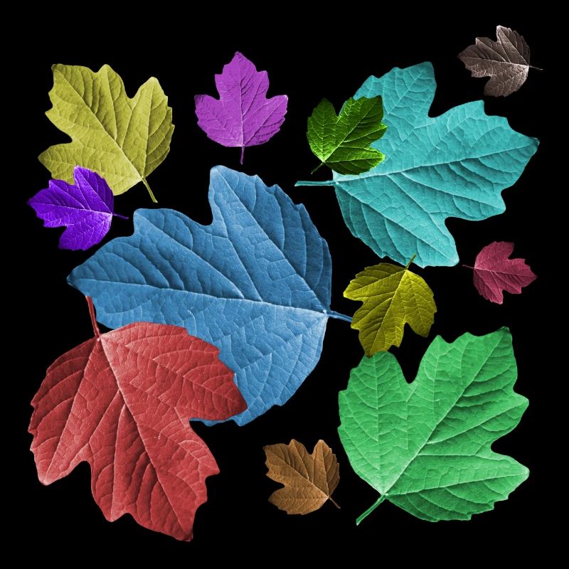 Blätter, bunt, Laub, Herbst, Baum, Blatt, Bäume