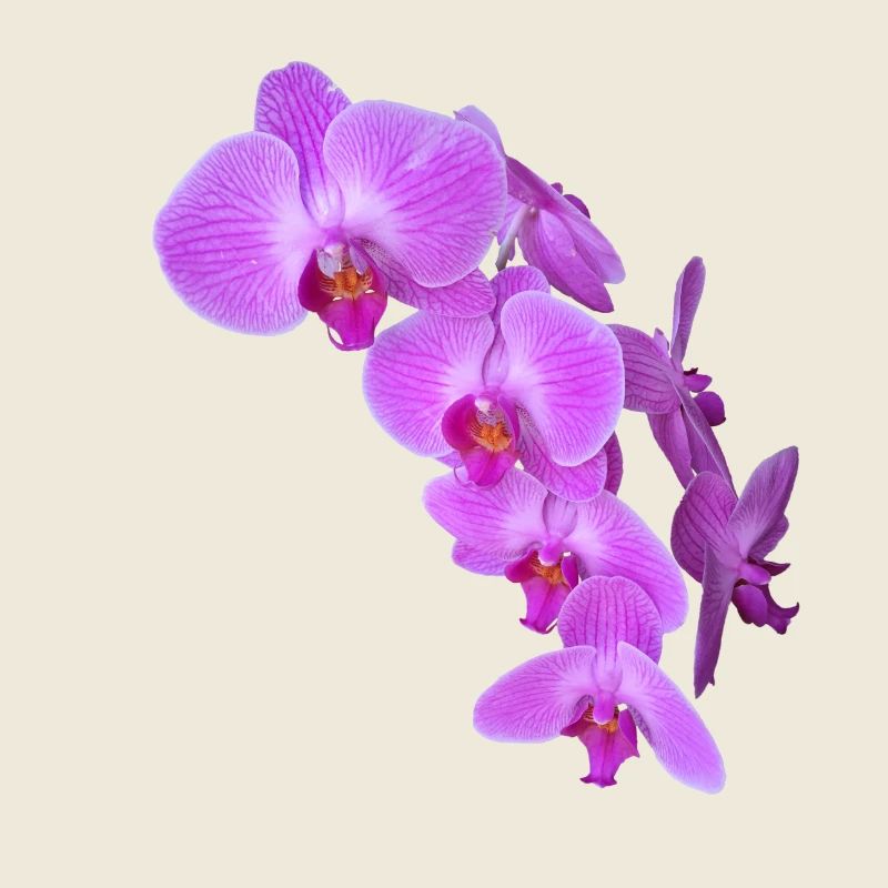 orchidée