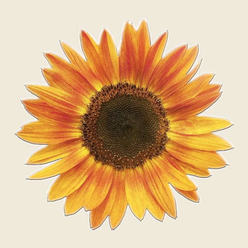 Sonnenblume