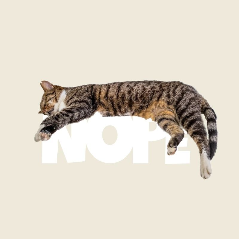Nope cat