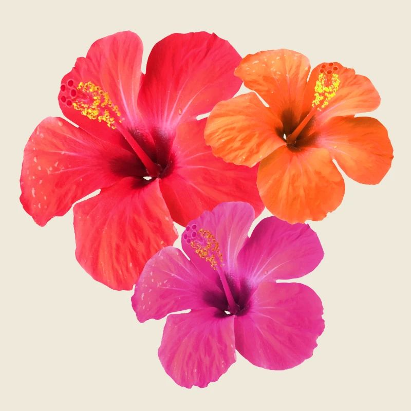 Tropical Hibiscus Threesome in Red, Orange & Pink