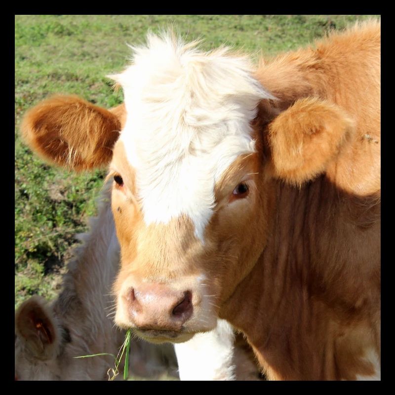 Affiche vache