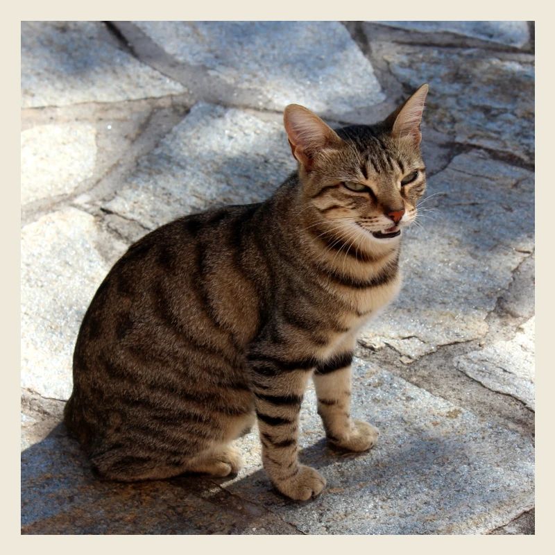 Cat Kitten Poster Square Cat Poster
