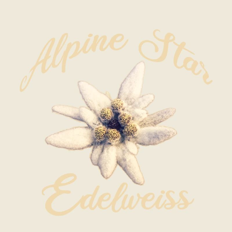 Alpine Star Edelweiss – Alpine Flower Design
