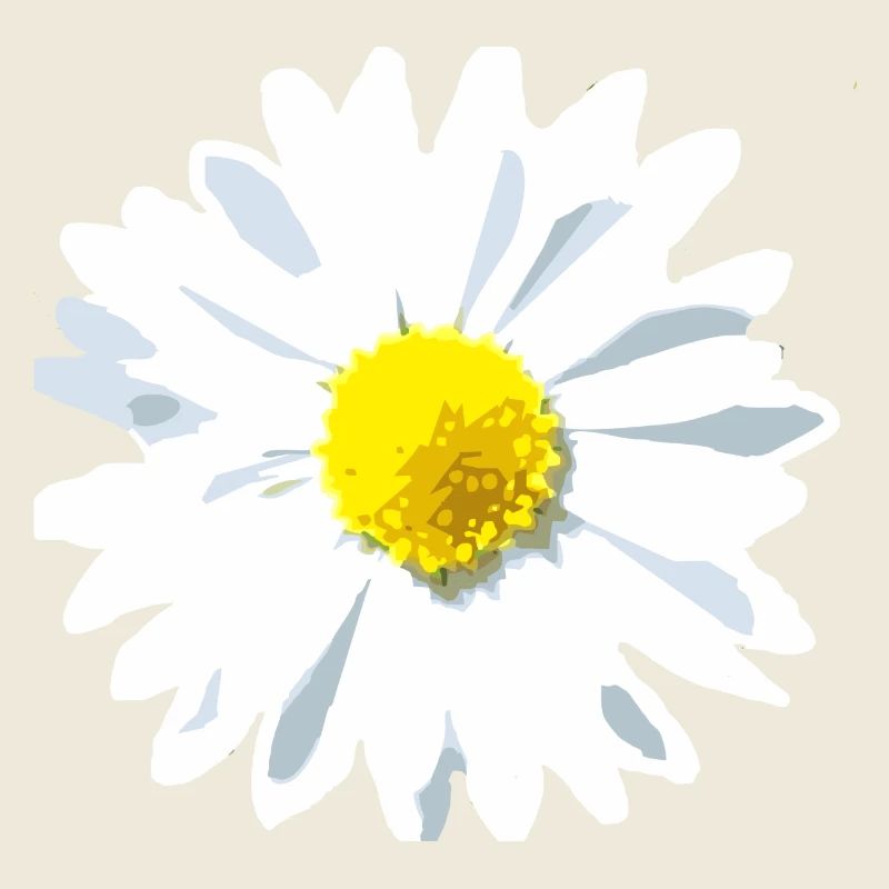 Gänseblume Blume
