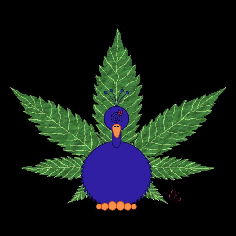 Peacock Canna à