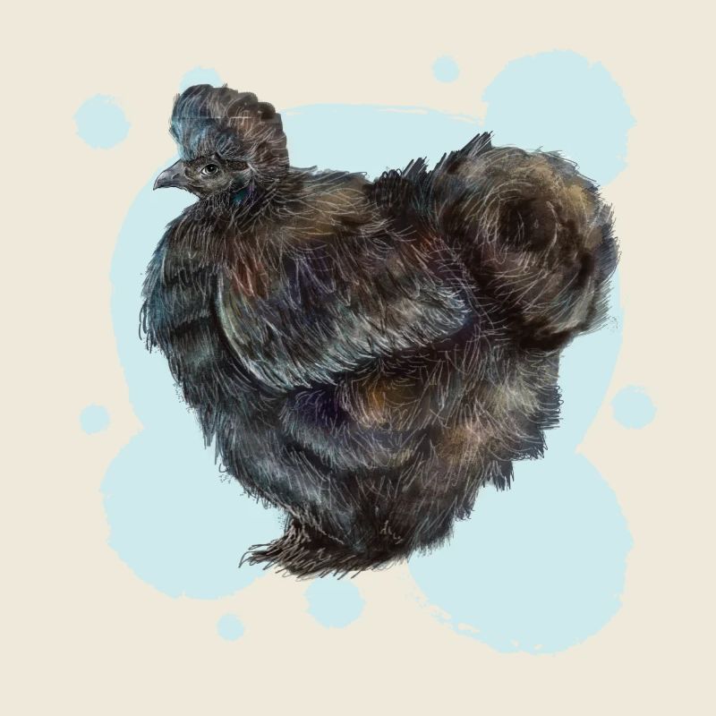 Le poulet noir soyeux