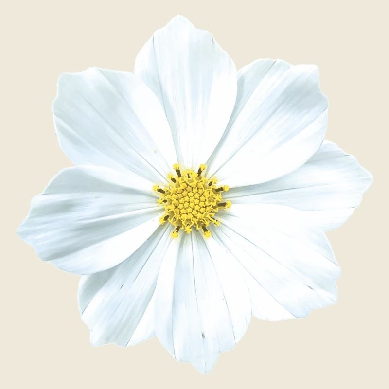 fleur