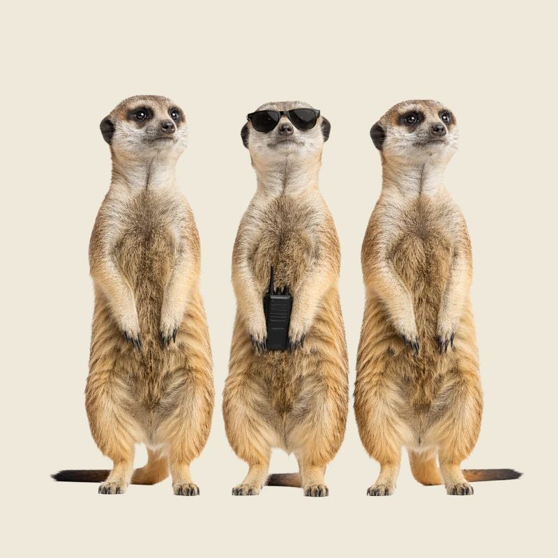 Lustiges Erdmänchen Security Team