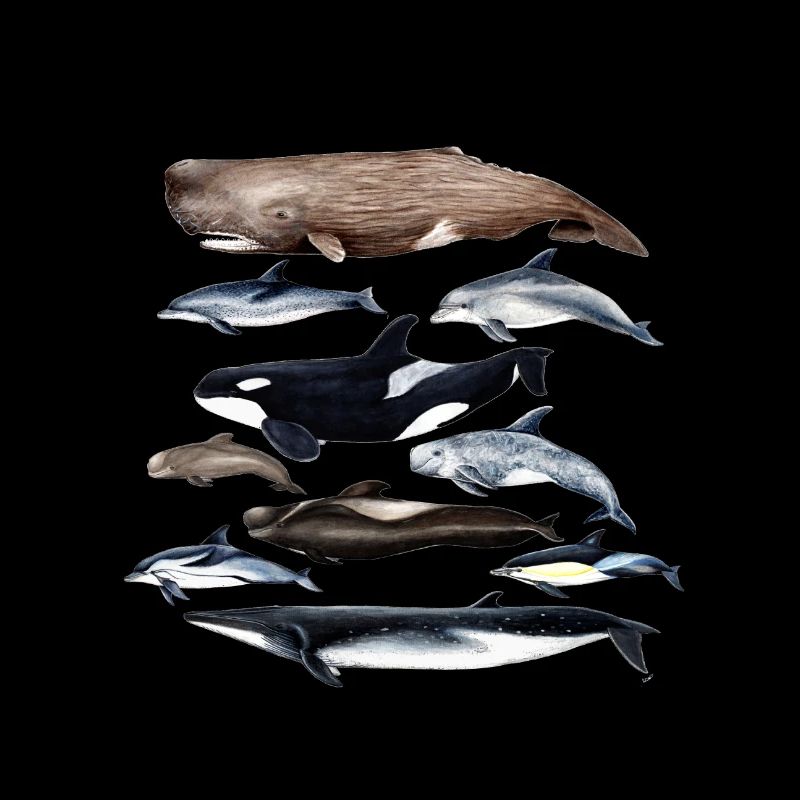Cétacés Cétacés baleines et Delfines - Cétacés