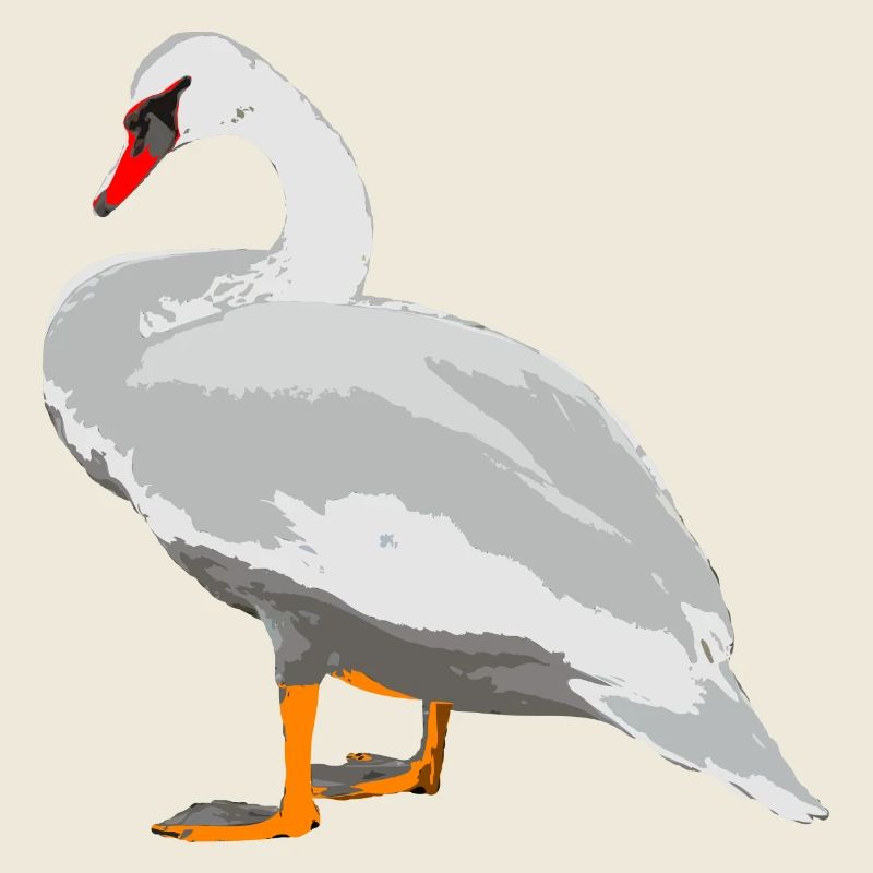 swan