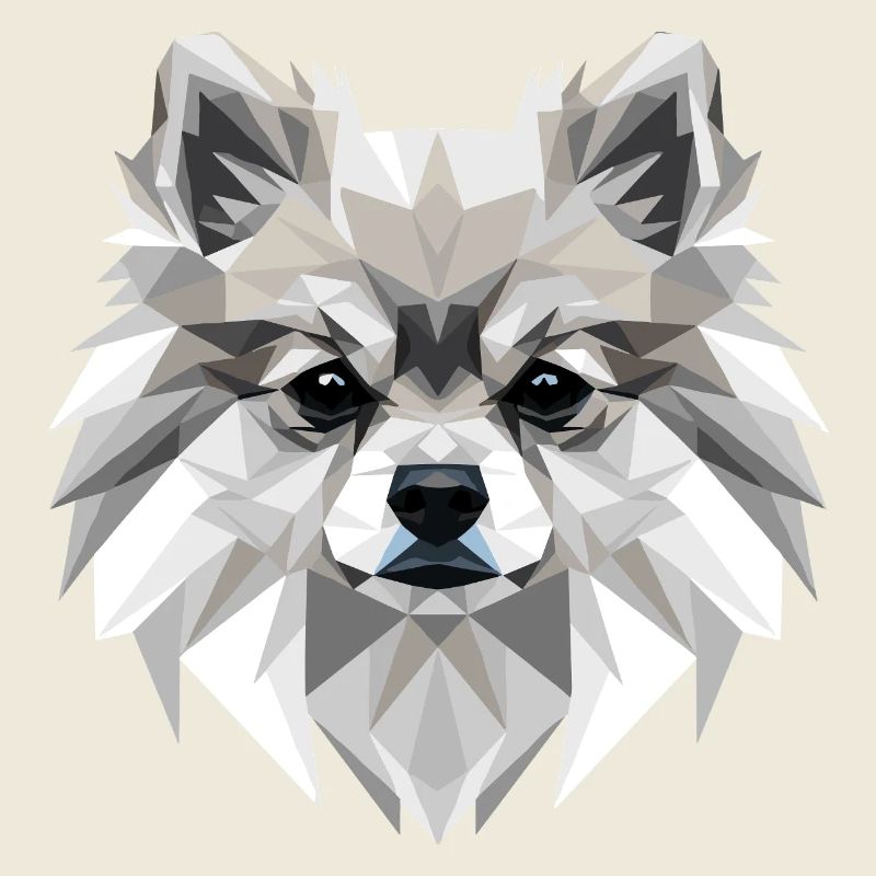 Pomeranian Pomeranian Pom Sweet German Spitz