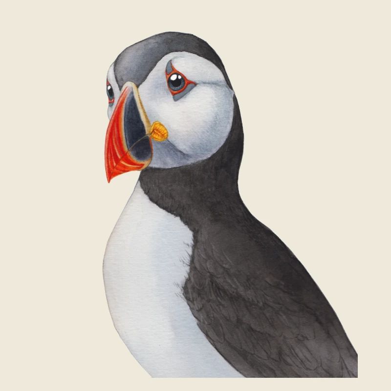 Puffin der Papageientaucher - Arten Garten