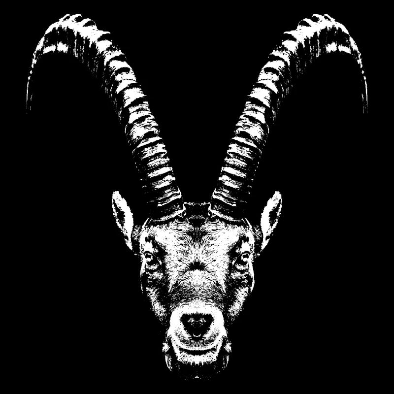 Steinbock / Widder / Ibex / Portrait