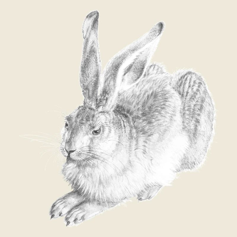 WHITE RABBIT | Snow Hare after Albrecht Dürer