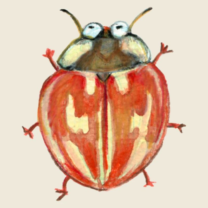 gestreifter Marienkäfer