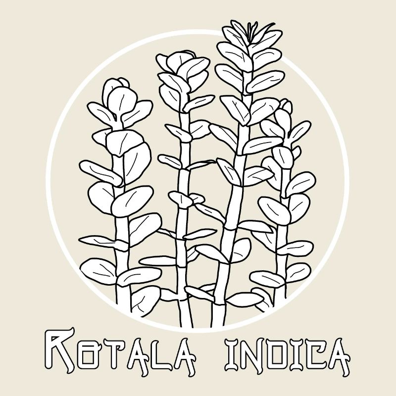 Rotala indica