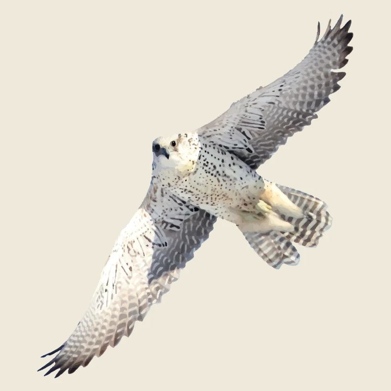 GyrFalcoin flight