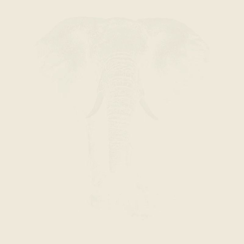 Elefant