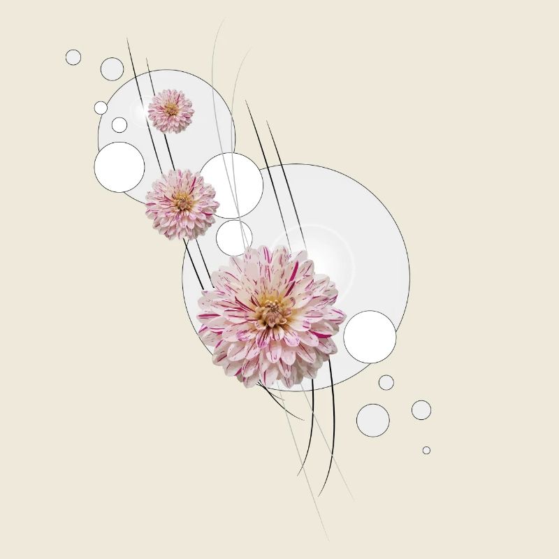 Dahlie Schnörkel grau