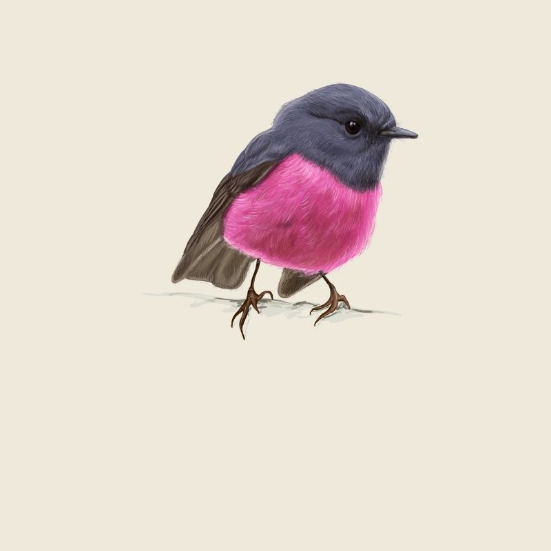 cool oiseau Pink Robin idée cadeau