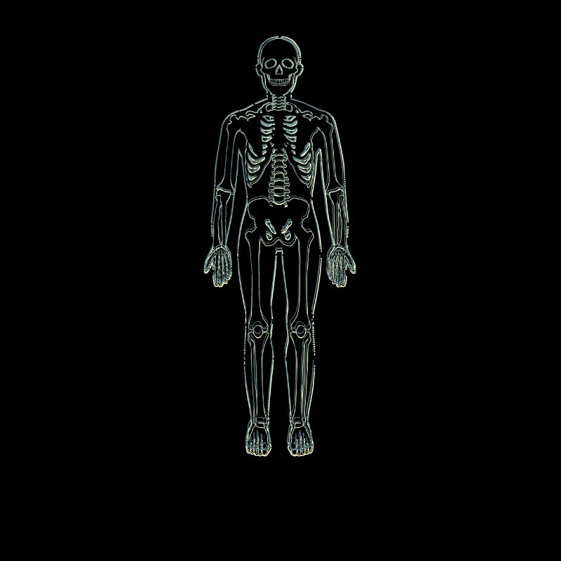 Anatomie Lineart