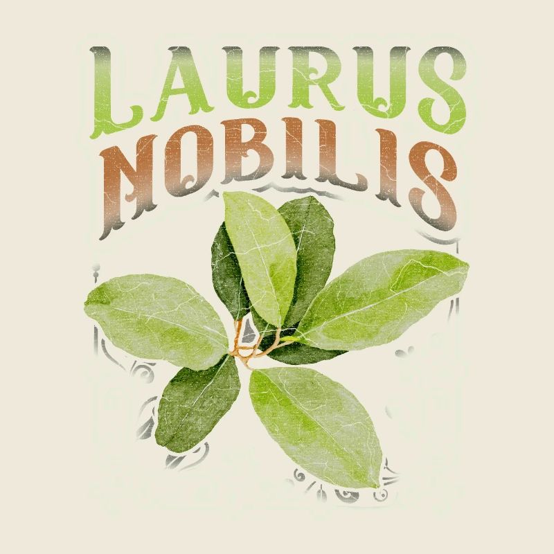 Feuille de laurier, feuille de laurier, Laurus-Nobilis