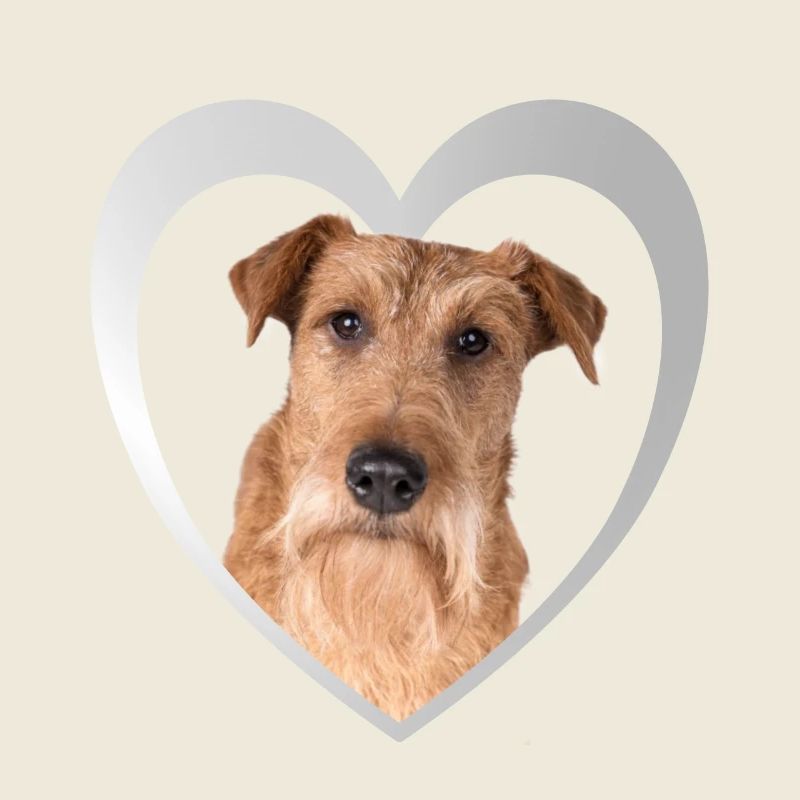 Irish Terrier Heart - J’adore Irish Terrier