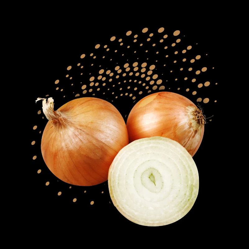 Oignon, illustration naturaliste