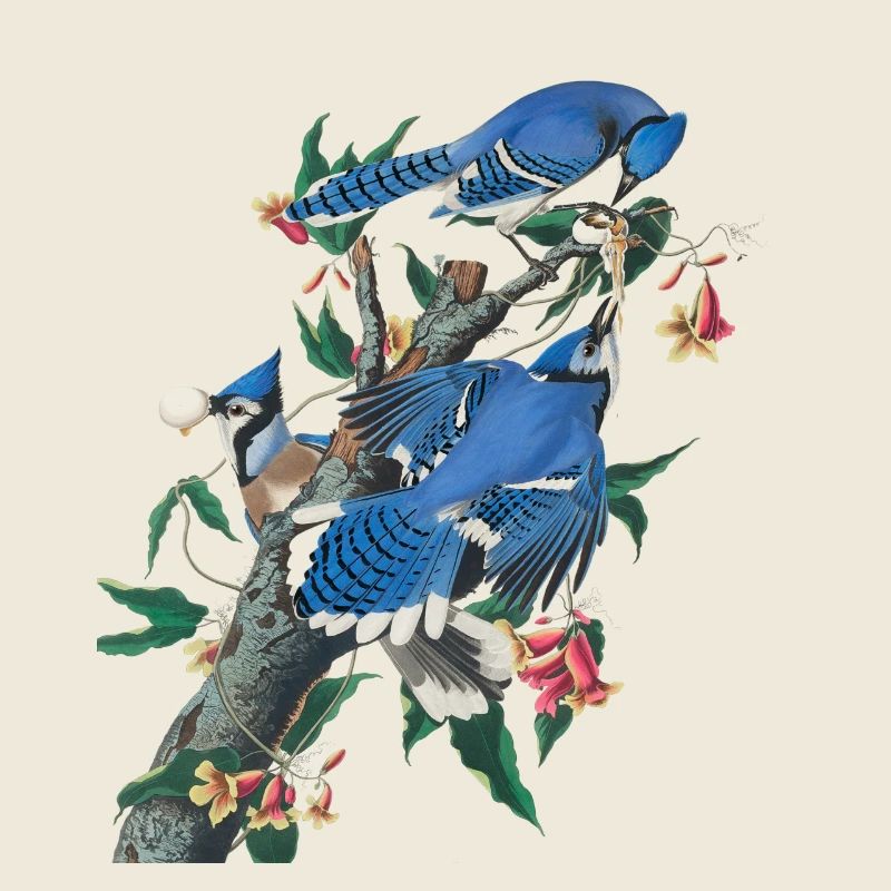 Audubon Blue Jay