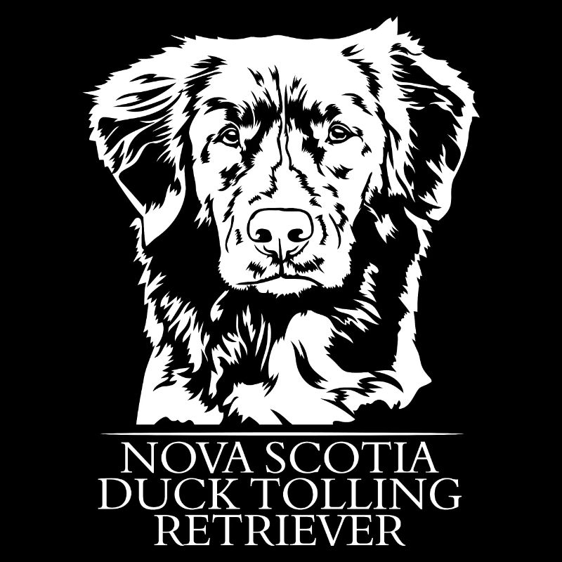 Nova Scotia Duck Tolling Retriever Portrait Hunde
