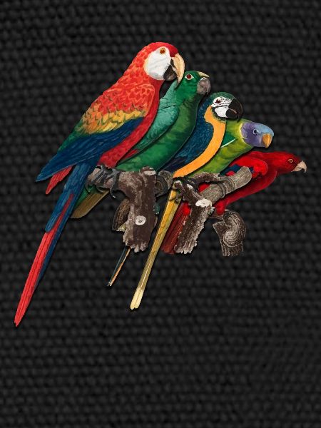 Drôle d’observation d’oiseaux