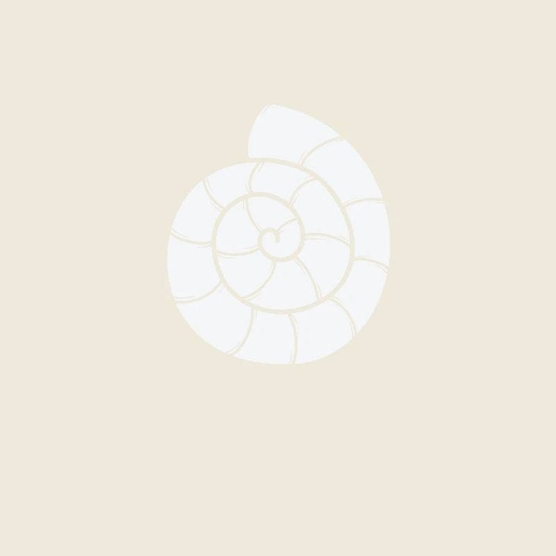 Snail Shell Spiral Snail