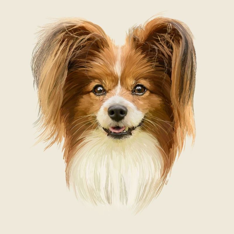 Papillon