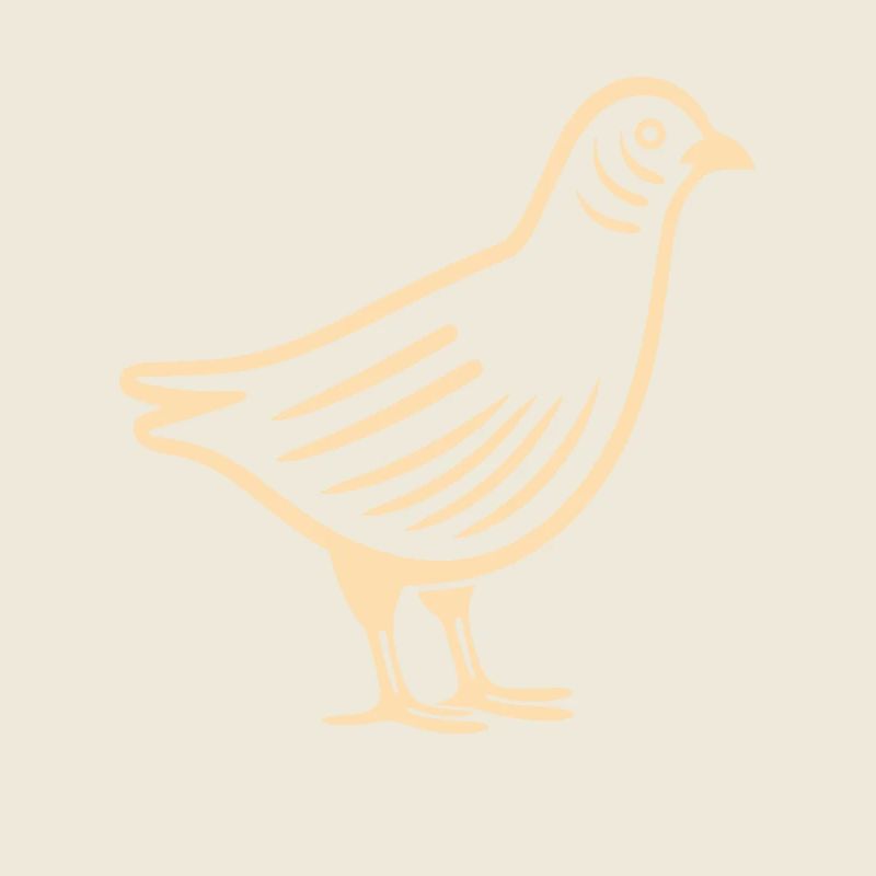 cailles petit oiseau caille