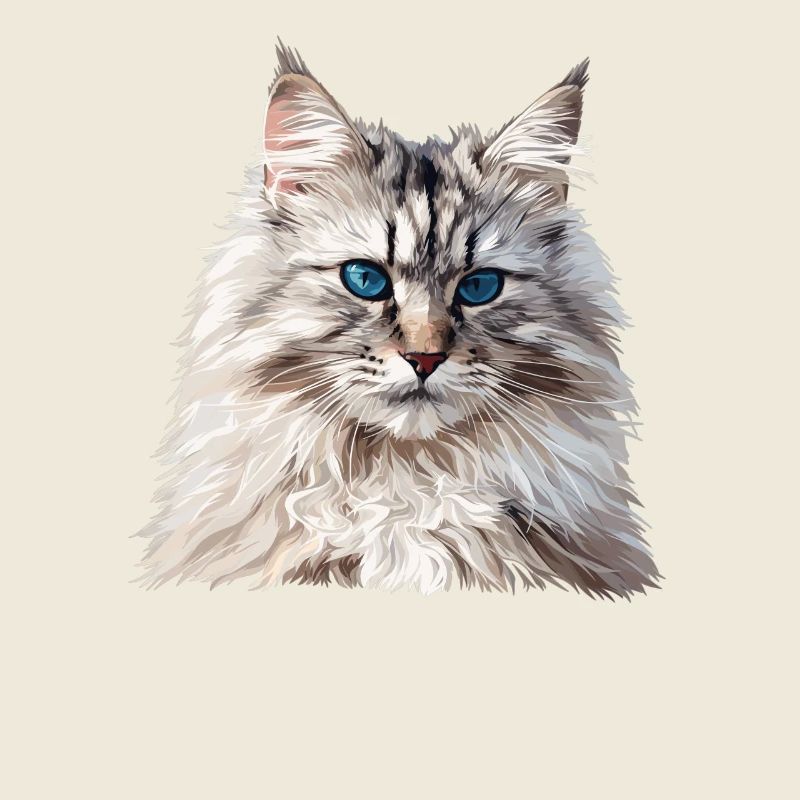 Chat sibérien Sibirische Katze