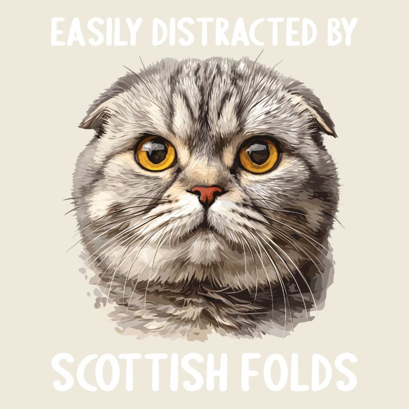 Scottish Fold chaton Scottish Fold chat