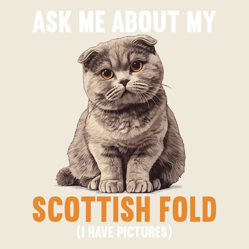 Scottish Fold Kitten Scottish Fold chat