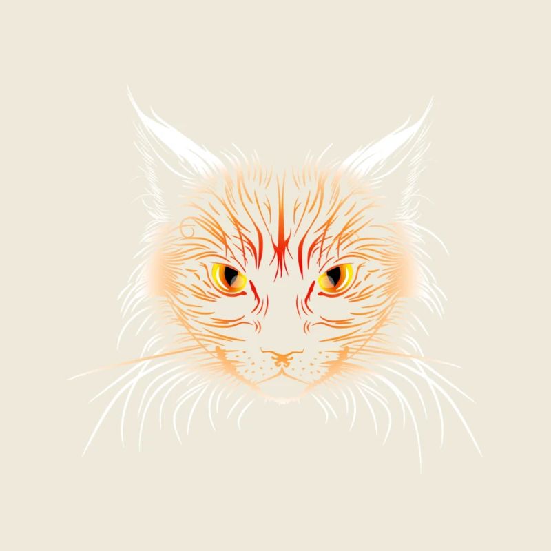 Tête de chat orange
