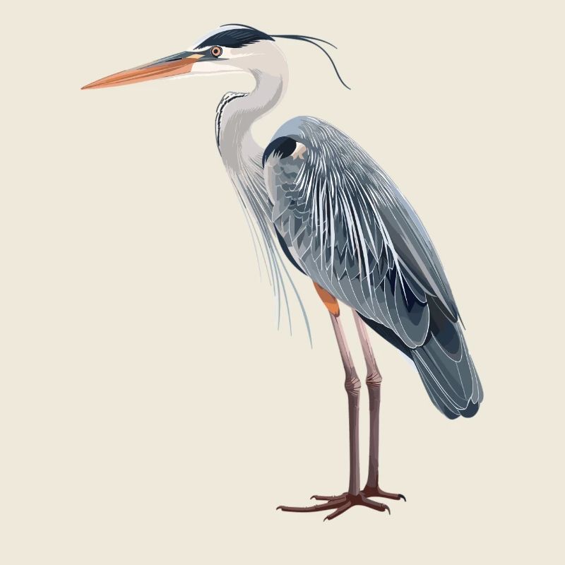 Heron Reiher