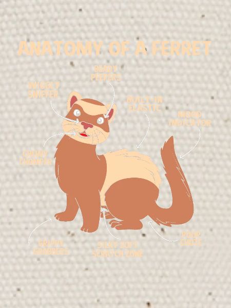 Furet