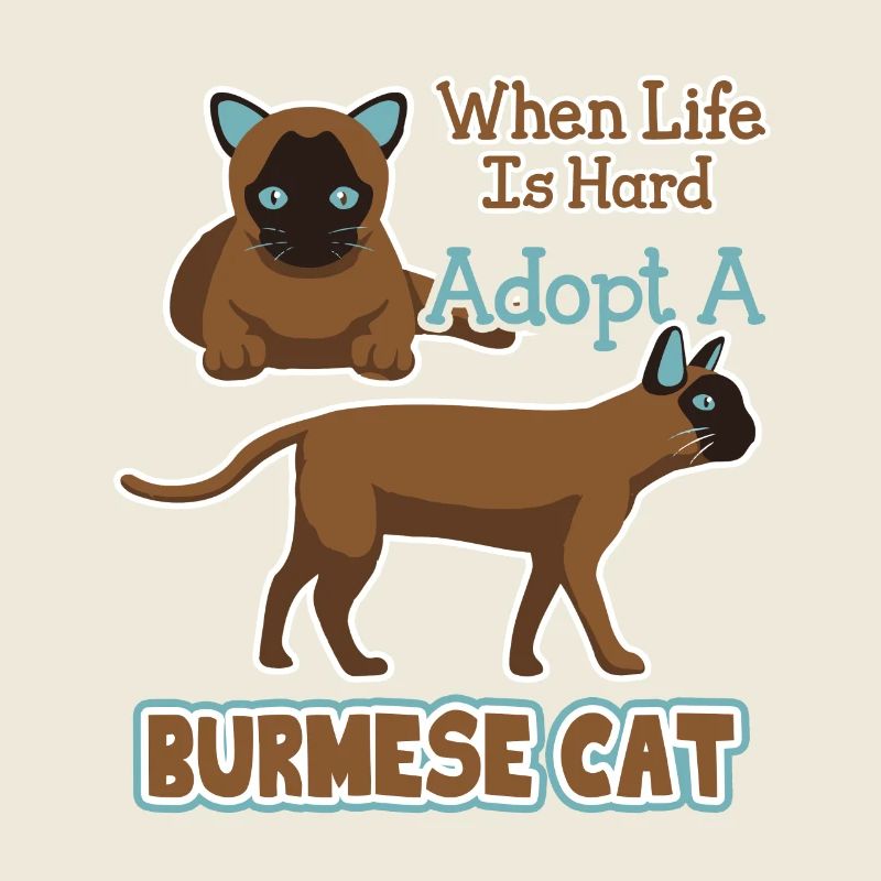 Adopt A Burmese Cat