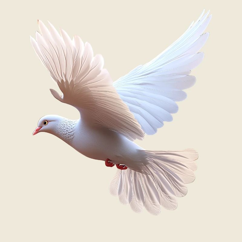 Colombe Blanche Paix Paix Bois Colombe Colombes Blanches