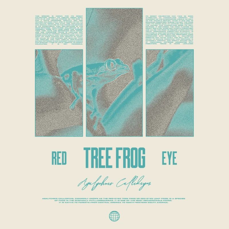 Red Eyed Tree Frog Rainforest Amphibian