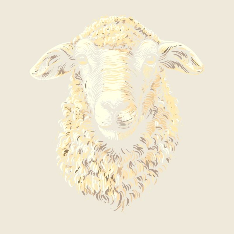 Schaf Lamm Schäfchen Hausschaf Schäfer Süße Schafe