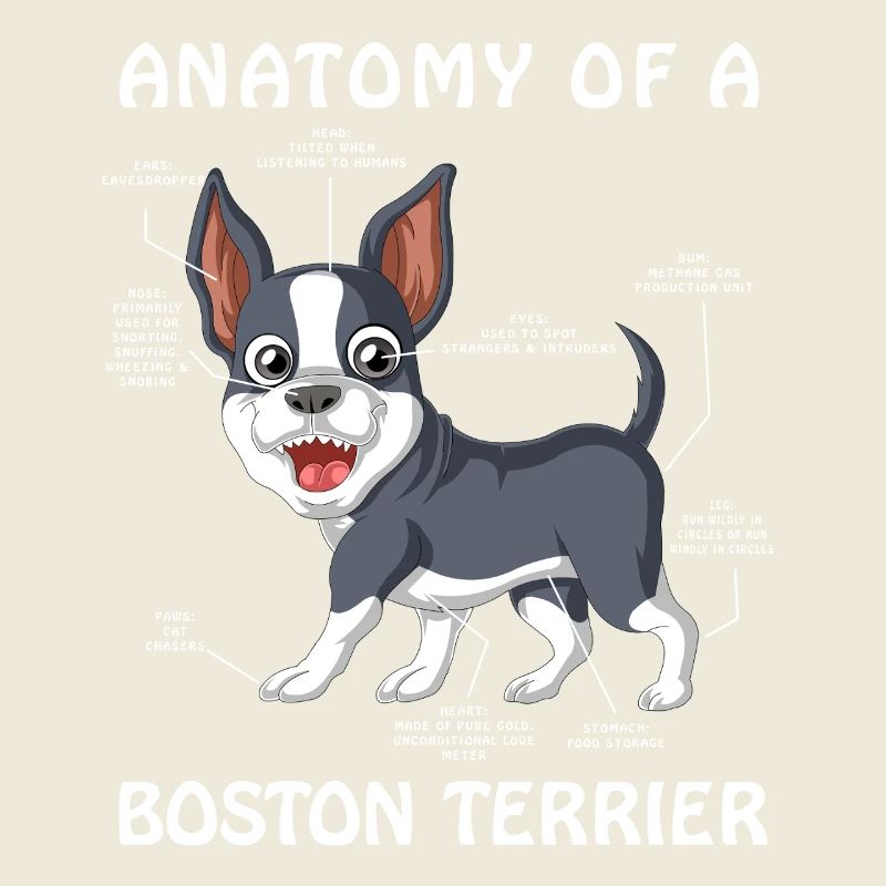Anatomie D’un Boston Terrier Chien Animal Mignon