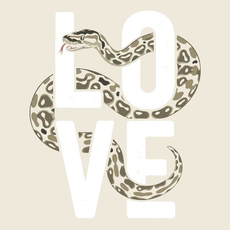 Königspython Schlangen LOVE Terrarium Python